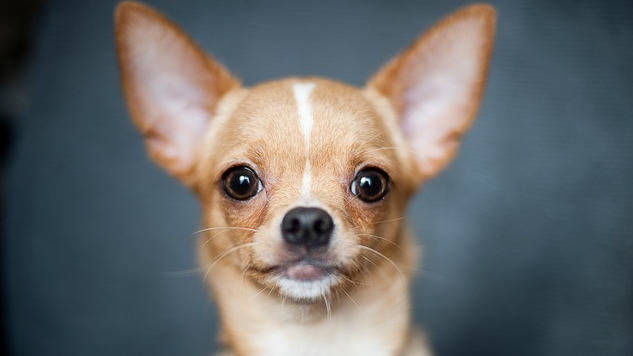 Smooth Coat Chihuahua