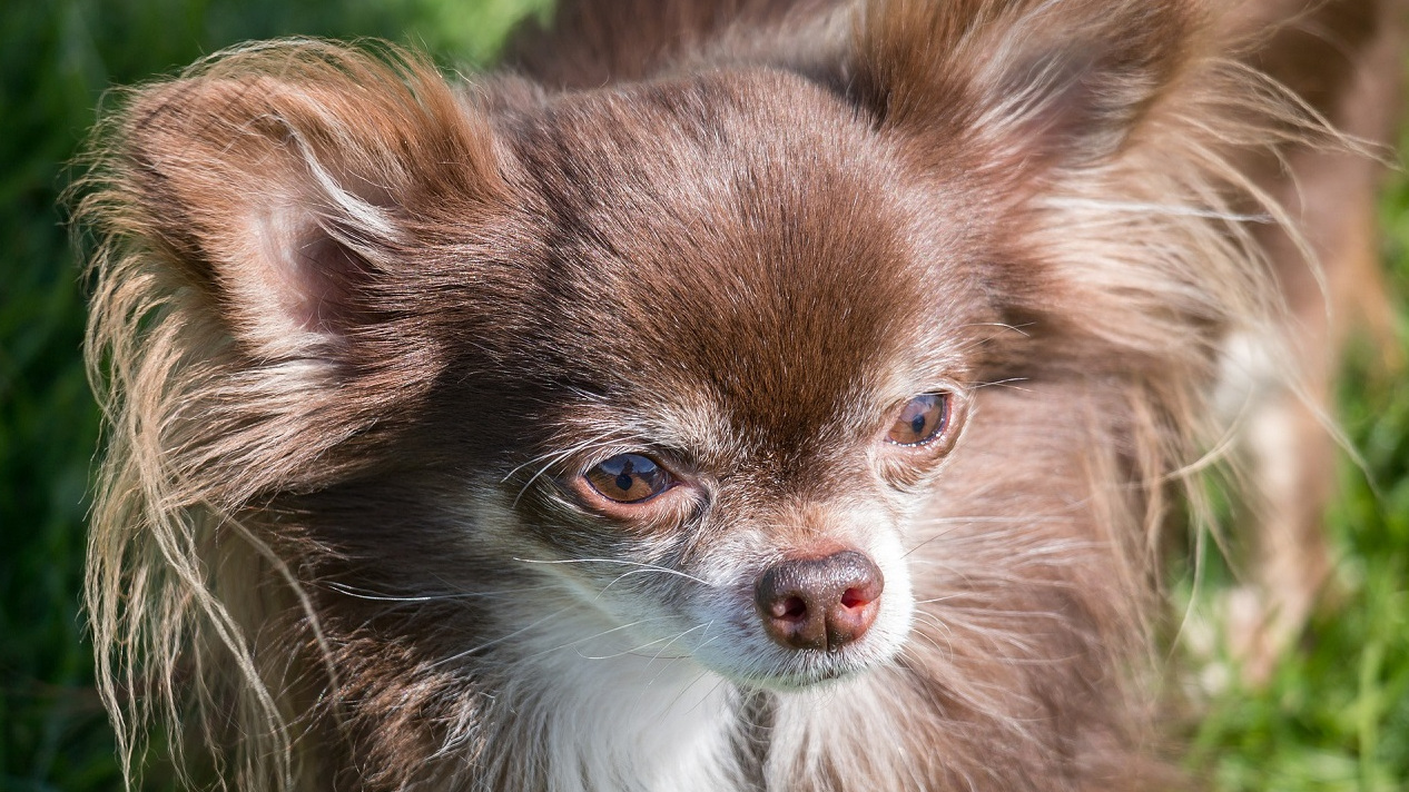 Long Hair Chihuahua